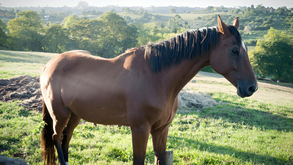 Unique Horse Names