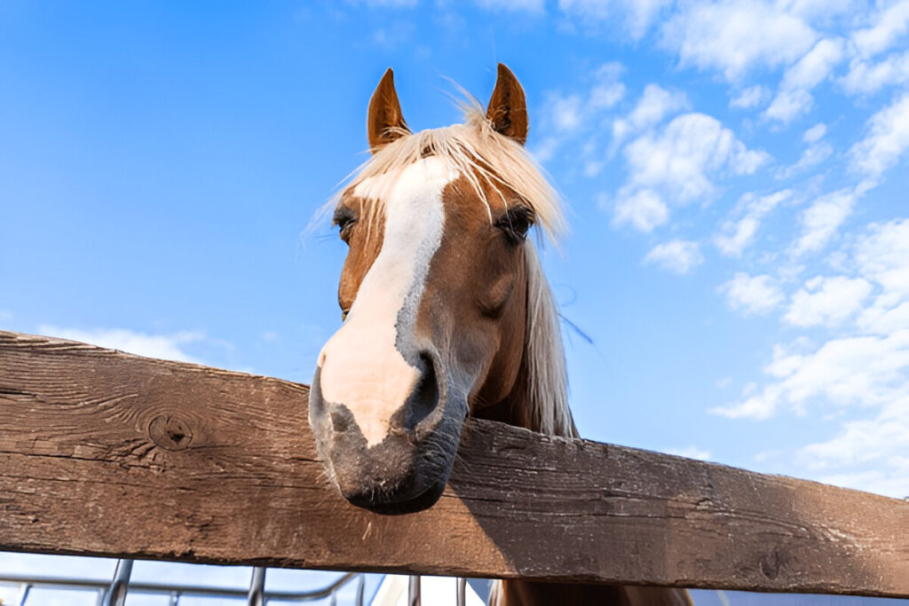 Amusing Horse names