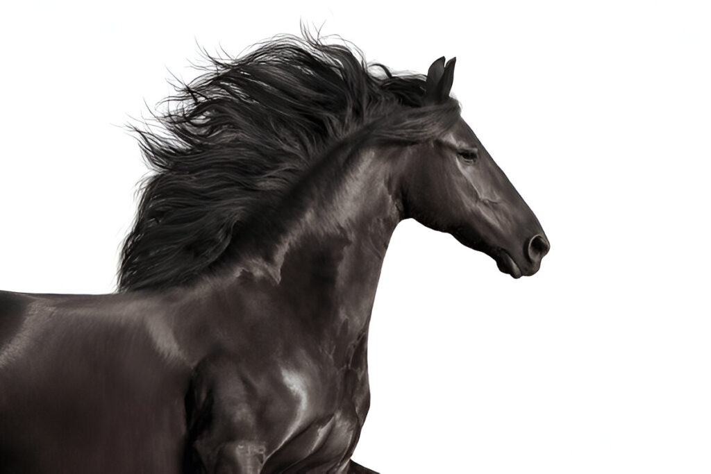 Best Horse names
