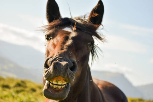 Silly horse names