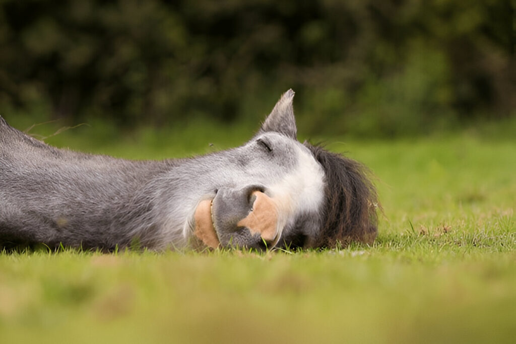Funny horse