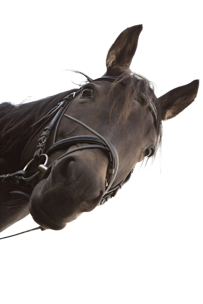 funny horse names