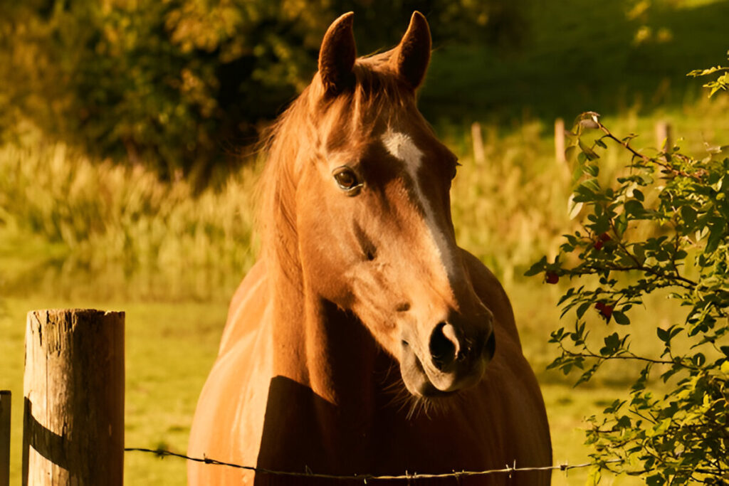 Unique Horse Names