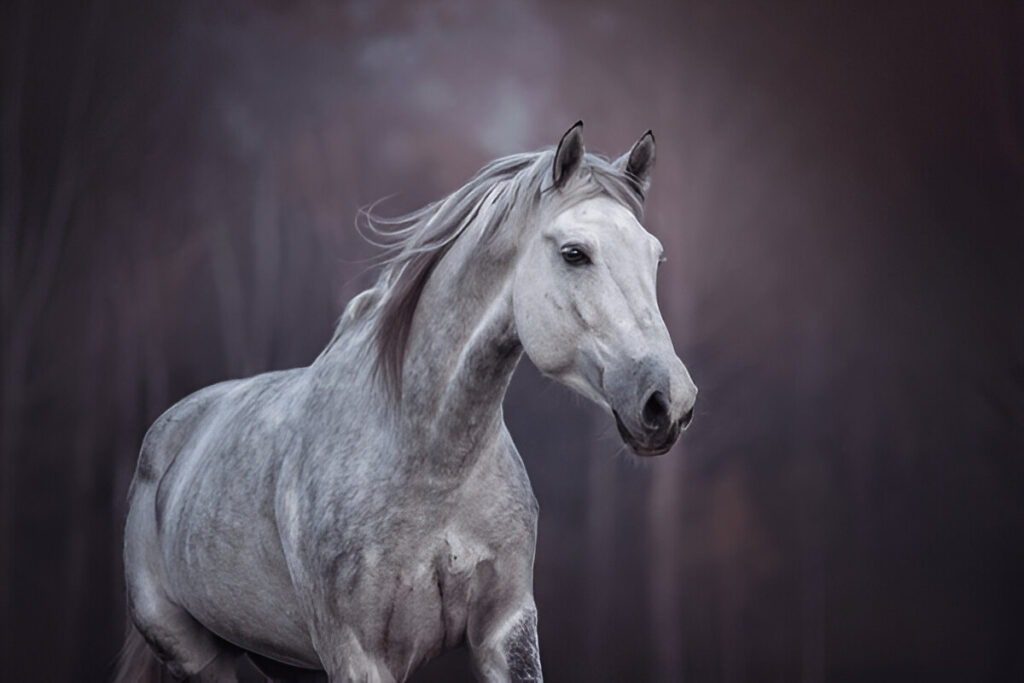 grey horse names