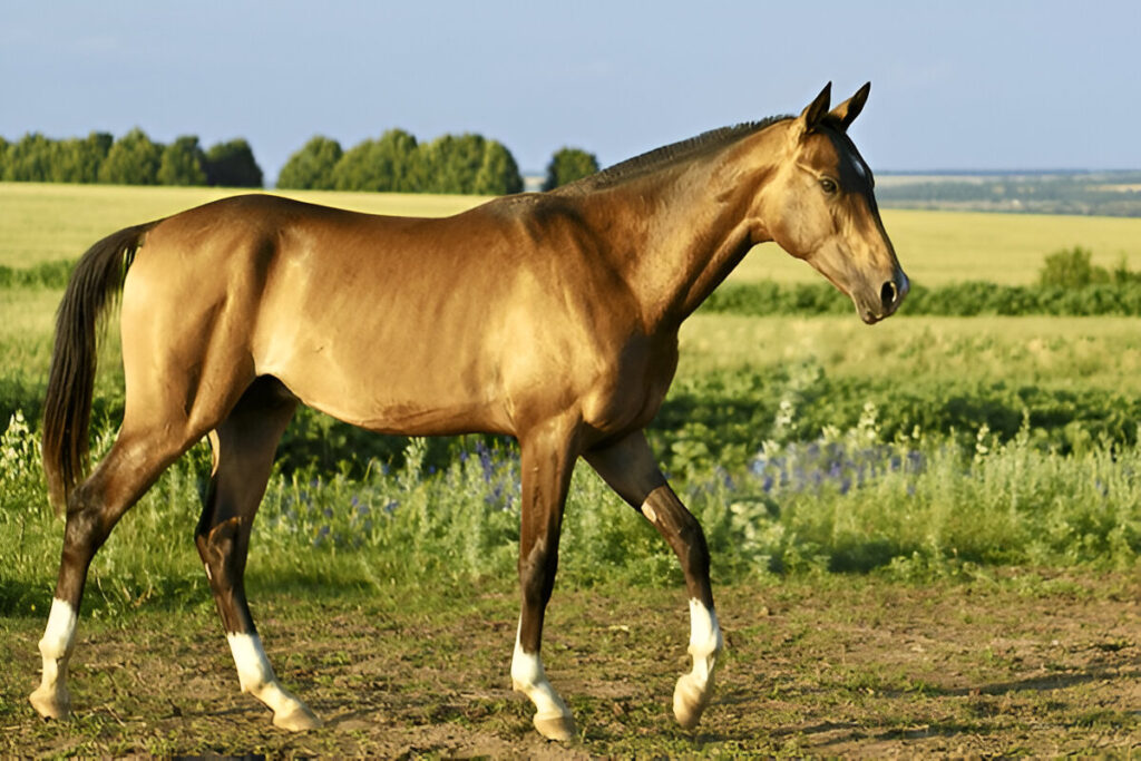 buckskin horse names