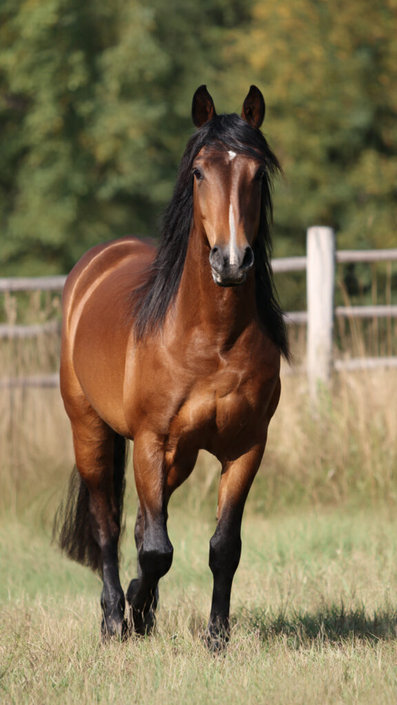 Native american horse names