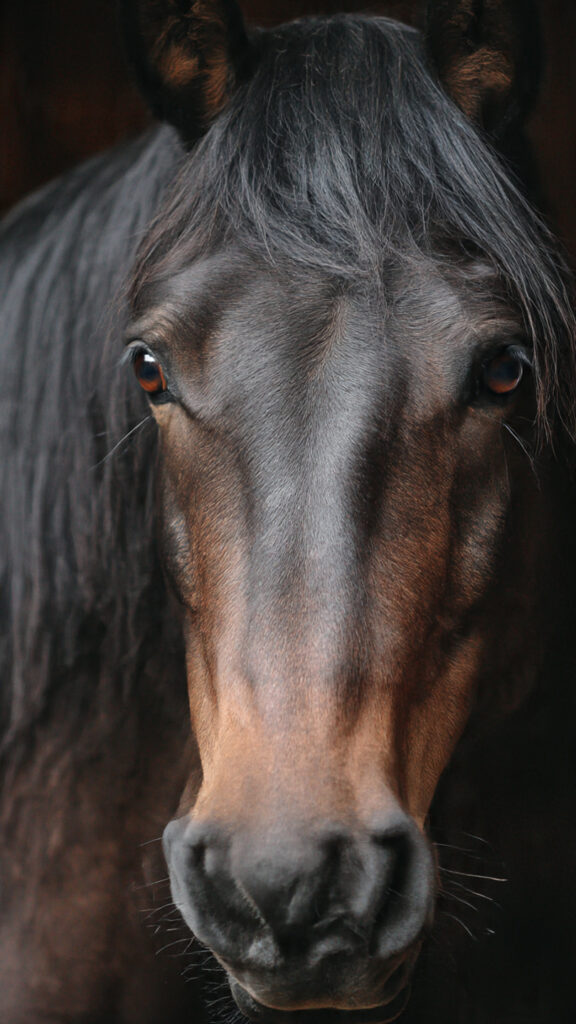 Native american horse names