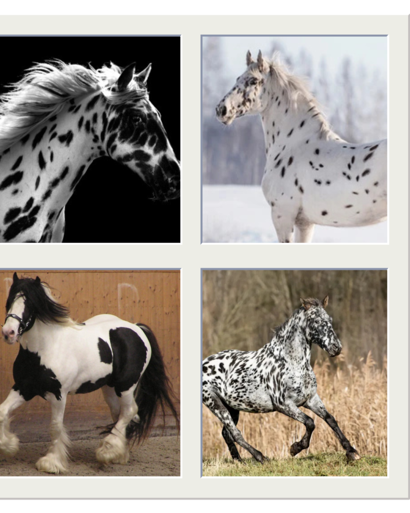 A black and white horse pattern