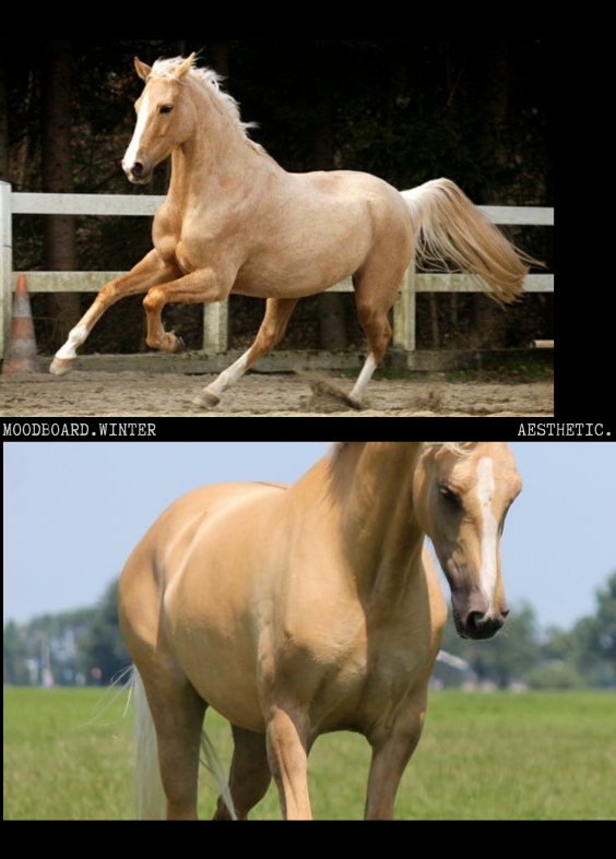 Palomino horse names